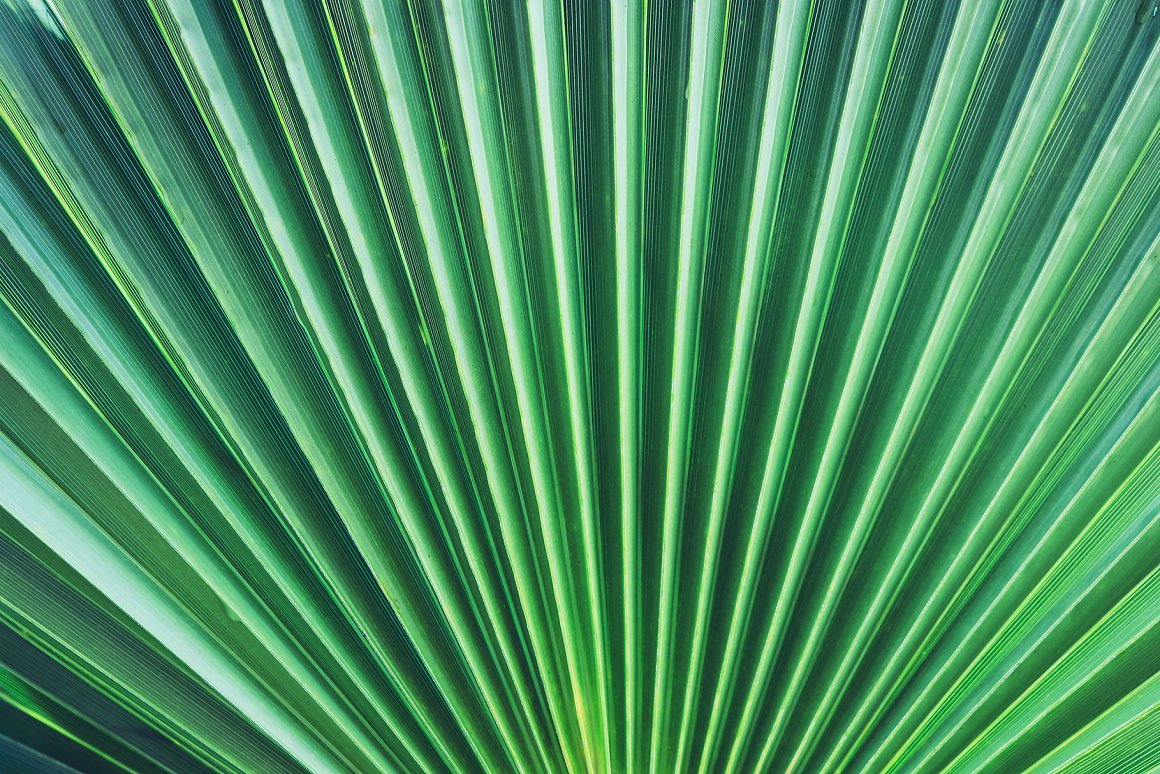 Download Background "11 Palm Leaves Textures Background" / 11 Palm Leaves Textures Background - Background на тему графика palm leaves texture,palm leaves pattern,palm leaves background,palm leaves backdrop,palm leaves surface,exotic,brunch,leaf,beauty,background,texture,paradise,palm,flora,banana,tropic,beautifu