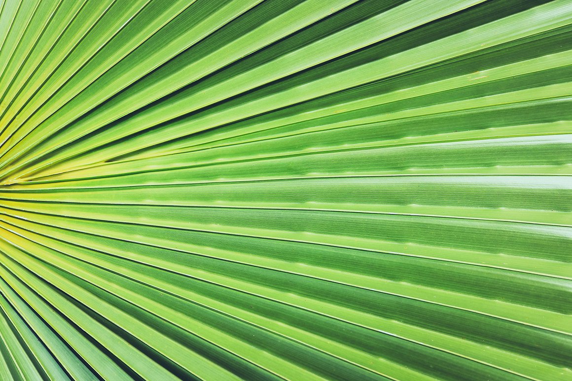 Download Background "11 Palm Leaves Textures Background" / 11 Palm Leaves Textures Background - Background на тему графика palm leaves texture,palm leaves pattern,palm leaves background,palm leaves backdrop,palm leaves surface,exotic,brunch,leaf,beauty,background,texture,paradise,palm,flora,banana,tropic,beautifu