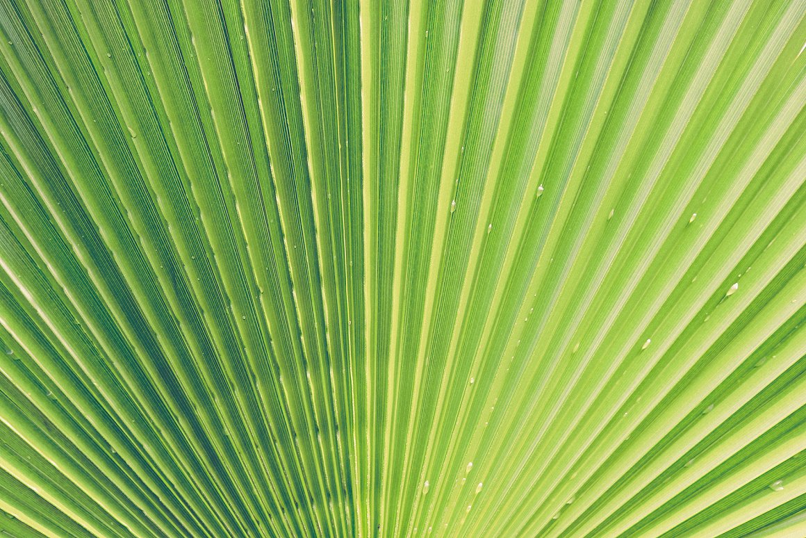 Download Background "11 Palm Leaves Textures Background" / 11 Palm Leaves Textures Background - Background на тему графика palm leaves texture,palm leaves pattern,palm leaves background,palm leaves backdrop,palm leaves surface,exotic,brunch,leaf,beauty,background,texture,paradise,palm,flora,banana,tropic,beautifu