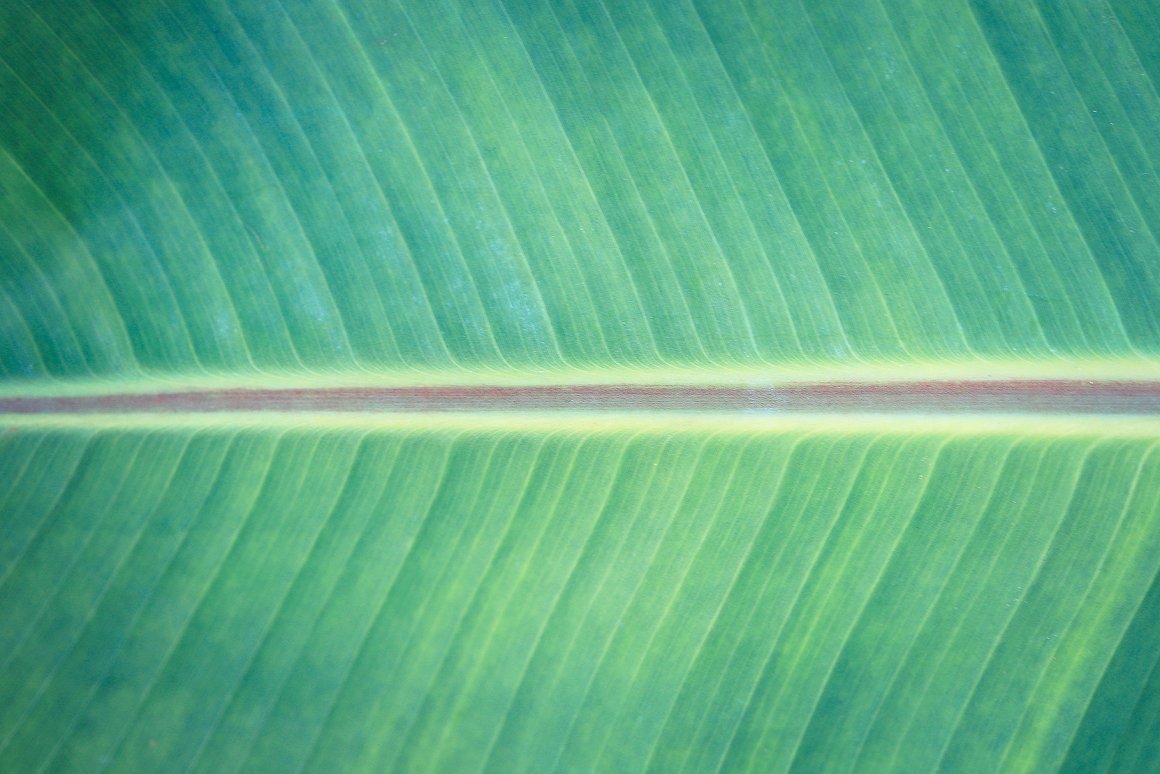 Download Background "11 Palm Leaves Textures Background" / 11 Palm Leaves Textures Background - Background на тему графика palm leaves texture,palm leaves pattern,palm leaves background,palm leaves backdrop,palm leaves surface,exotic,brunch,leaf,beauty,background,texture,paradise,palm,flora,banana,tropic,beautifu