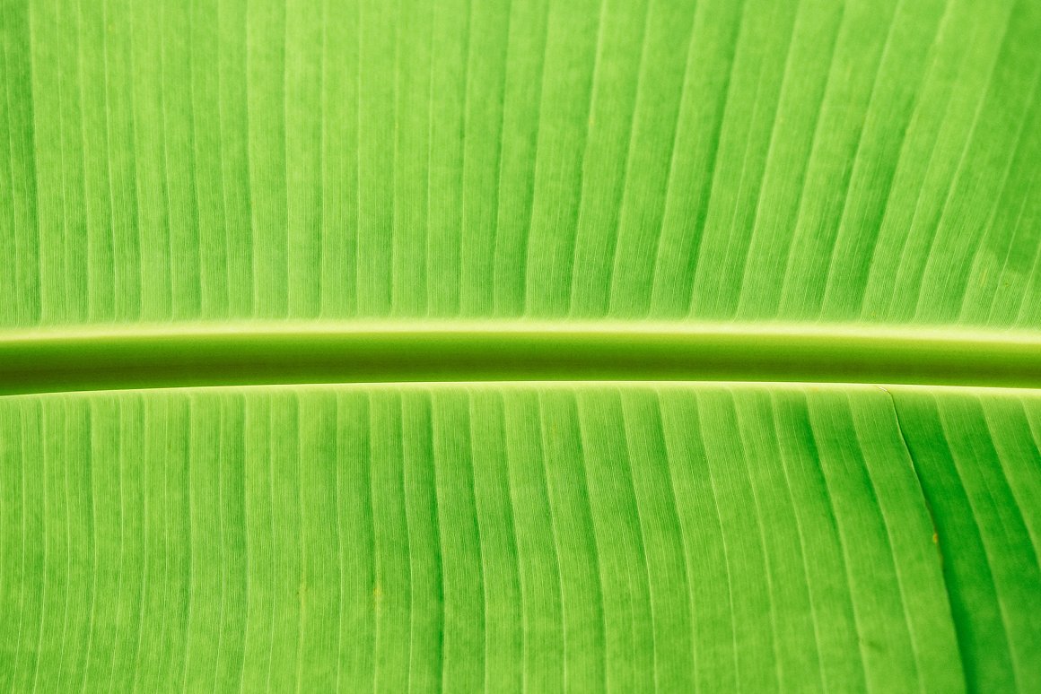 Download Background "11 Palm Leaves Textures Background" / 11 Palm Leaves Textures Background - Background на тему графика palm leaves texture,palm leaves pattern,palm leaves background,palm leaves backdrop,palm leaves surface,exotic,brunch,leaf,beauty,background,texture,paradise,palm,flora,banana,tropic,beautifu