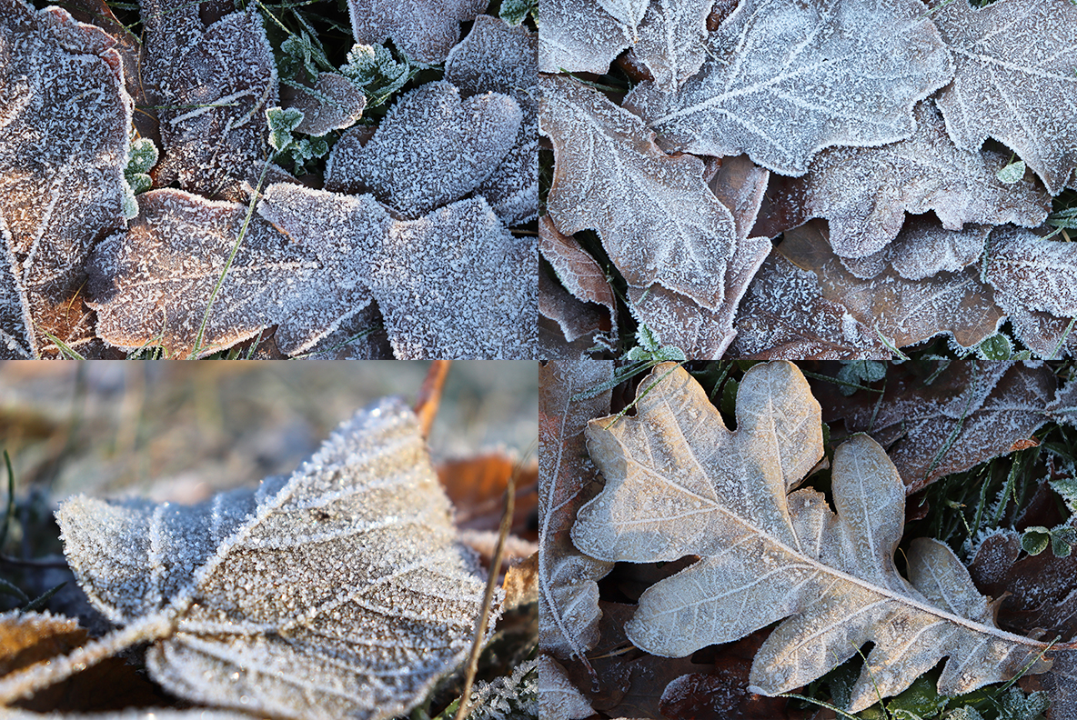 Download Background "20 Original First Forest Frost Textures Background" / 20 Original First Forest Frost Textures Background - Background на тему графика forest frost texture,forest frost pattern,forest frost background,forest frost backdrop,forest frost surface,frost,nature,natural,ice,plant,cold,weather,winter,season,green,frosty,grass,macro