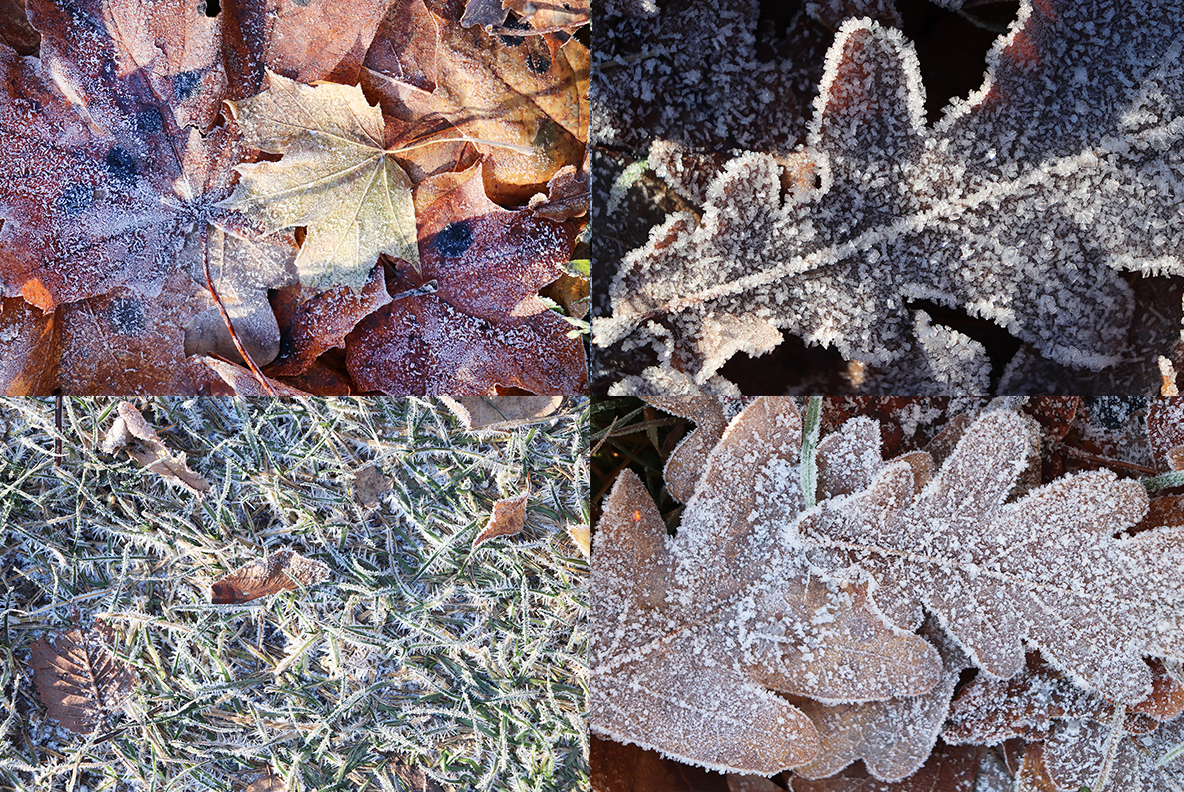 Download Background "20 Original First Forest Frost Textures Background" / 20 Original First Forest Frost Textures Background - Background на тему графика forest frost texture,forest frost pattern,forest frost background,forest frost backdrop,forest frost surface,frost,nature,natural,ice,plant,cold,weather,winter,season,green,frosty,grass,macro