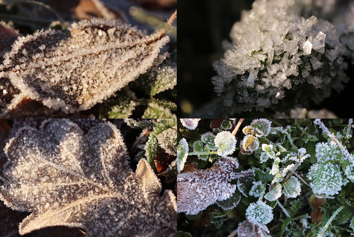 Download Background "20 Original First Forest Frost Textures Background" / 20 Original First Forest Frost Textures Background - Background на тему графика forest frost texture,forest frost pattern,forest frost background,forest frost backdrop,forest frost surface,frost,nature,natural,ice,plant,cold,weather,winter,season,green,frosty,grass,macro