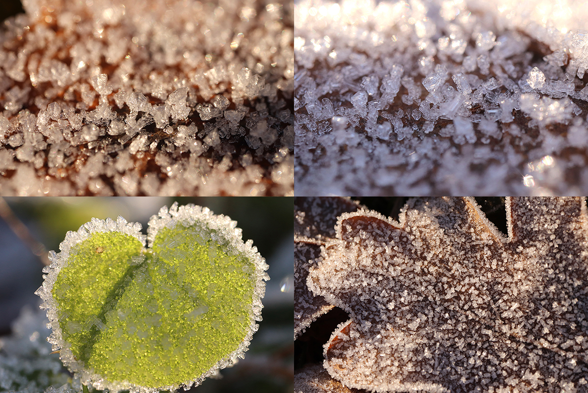 Download Background "20 Original First Forest Frost Textures Background" / 20 Original First Forest Frost Textures Background - Background на тему графика forest frost texture,forest frost pattern,forest frost background,forest frost backdrop,forest frost surface,frost,nature,natural,ice,plant,cold,weather,winter,season,green,frosty,grass,macro