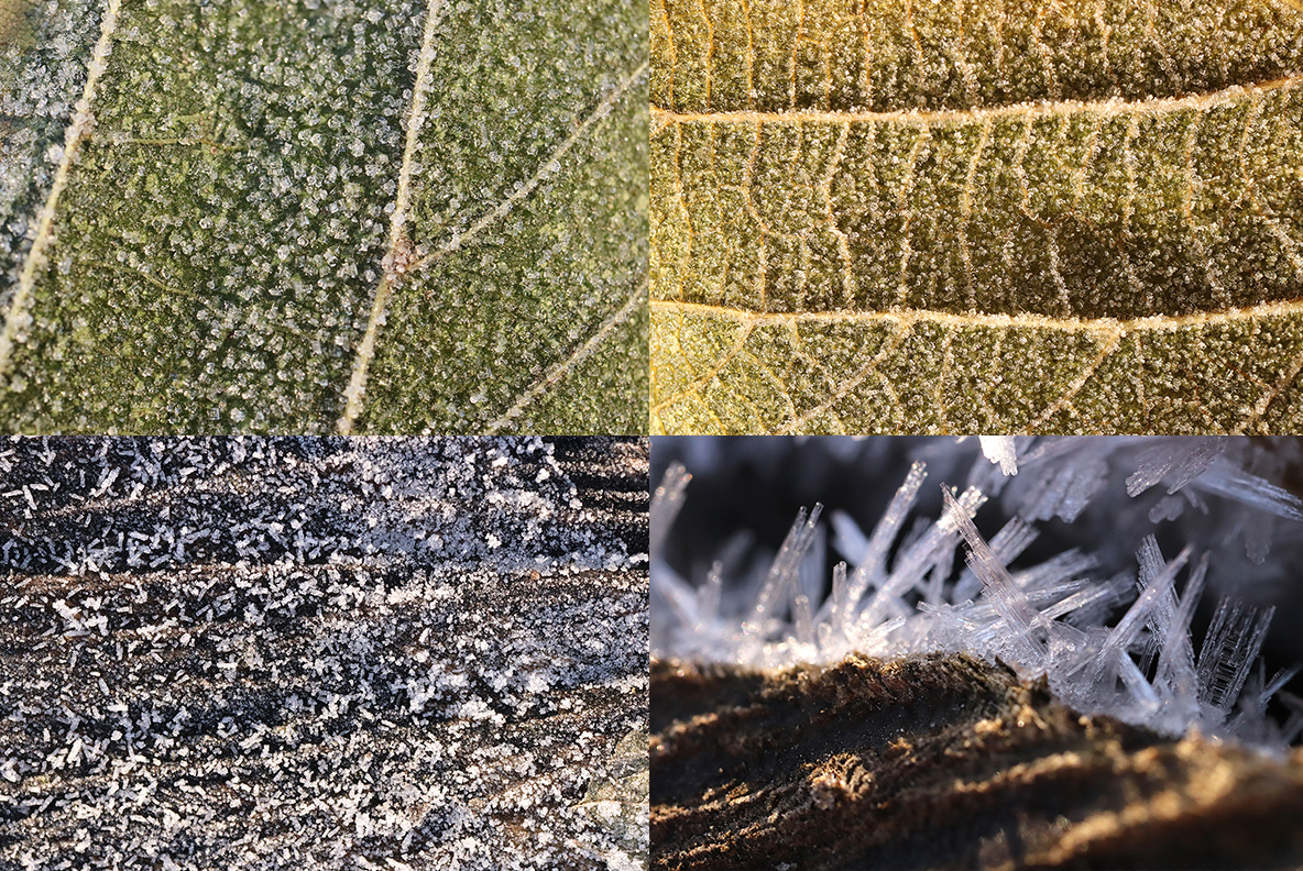 Download Background "20 Original First Forest Frost Textures Background" / 20 Original First Forest Frost Textures Background - Background на тему графика forest frost texture,forest frost pattern,forest frost background,forest frost backdrop,forest frost surface,frost,nature,natural,ice,plant,cold,weather,winter,season,green,frosty,grass,macro