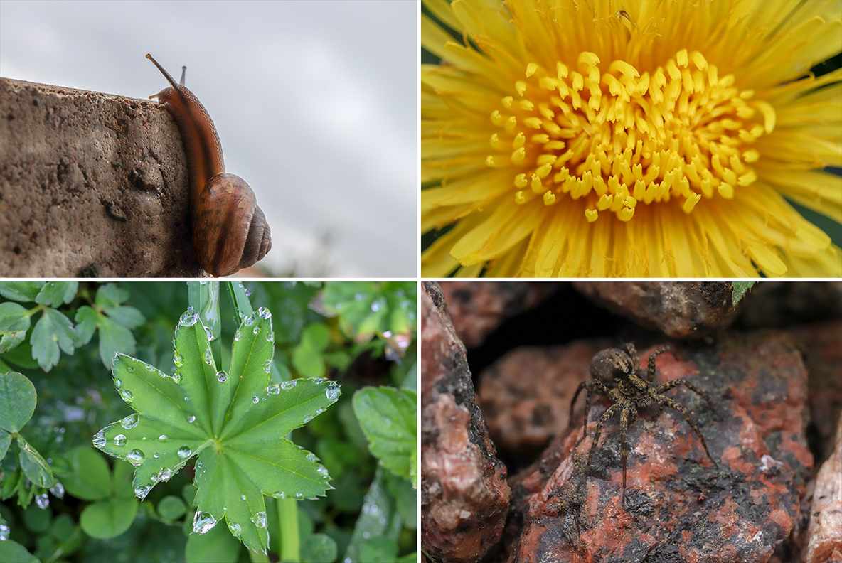 Download Background "50 Floral Macro Background" / 50 Floral Macro Background - Background на тему графика floral macro background,floral macro texture,floral macro surface,floral macro pattern,floral background,floral texture,floral surface,dew,drops,drop,green,leaf,summer,background,beautiful,fl