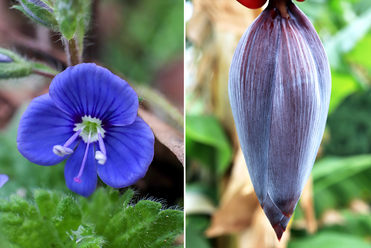 Download Background "50 Floral Macro Background" / 50 Floral Macro Background - Background на тему графика floral macro background,floral macro texture,floral macro surface,floral macro pattern,floral background,floral texture,floral surface,dew,drops,drop,green,leaf,summer,background,beautiful,fl