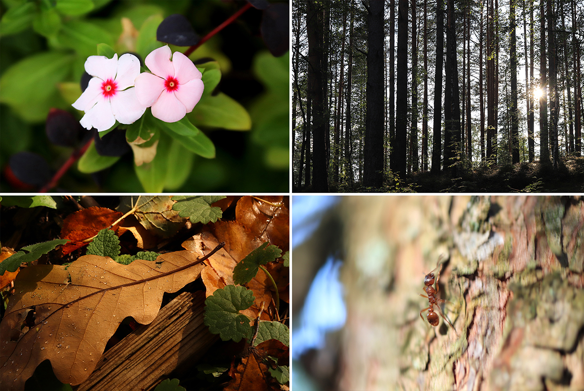 Download Background "50 Floral Macro Background" / 50 Floral Macro Background - Background на тему графика floral macro background,floral macro texture,floral macro surface,floral macro pattern,floral background,floral texture,floral surface,dew,drops,drop,green,leaf,summer,background,beautiful,fl