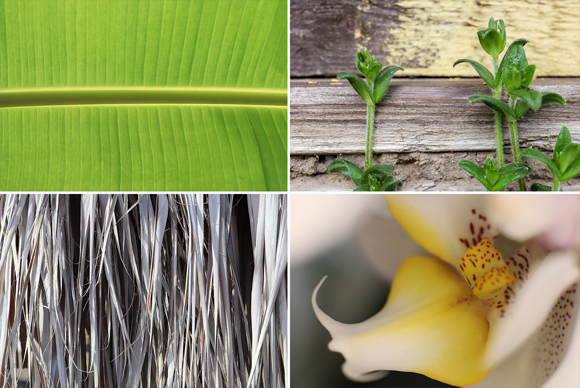 Download Background "50 Floral Macro Background" / 50 Floral Macro Background - Background на тему графика floral macro background,floral macro texture,floral macro surface,floral macro pattern,floral background,floral texture,floral surface,dew,drops,drop,green,leaf,summer,background,beautiful,fl