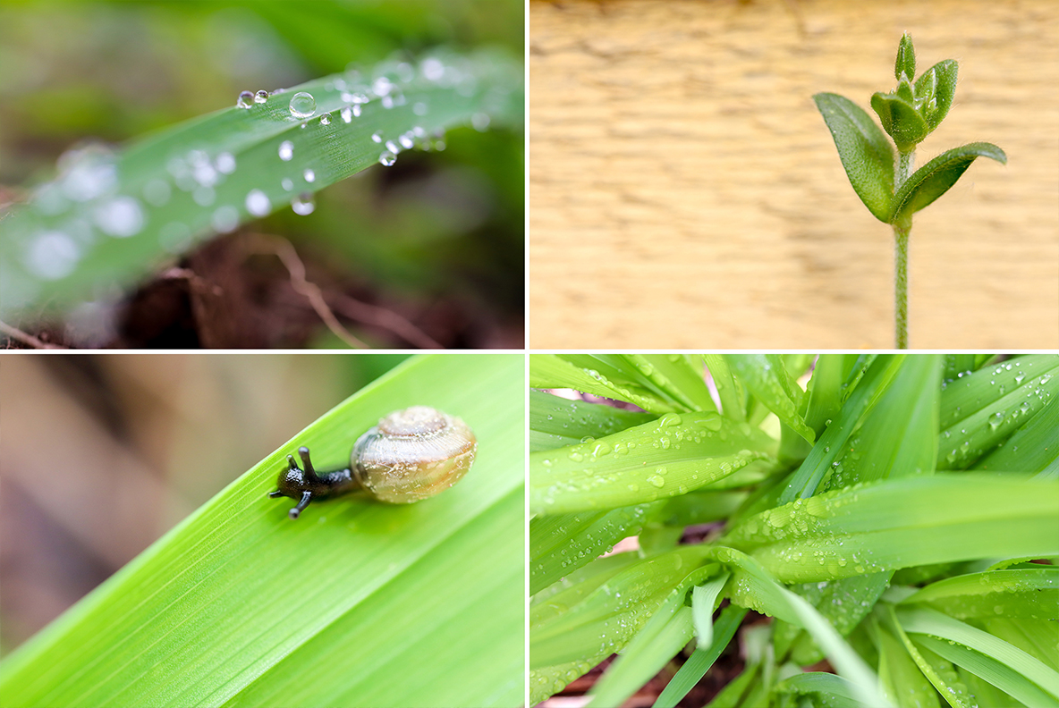 Download Background "50 Floral Macro Background" / 50 Floral Macro Background - Background на тему графика floral macro background,floral macro texture,floral macro surface,floral macro pattern,floral background,floral texture,floral surface,dew,drops,drop,green,leaf,summer,background,beautiful,fl