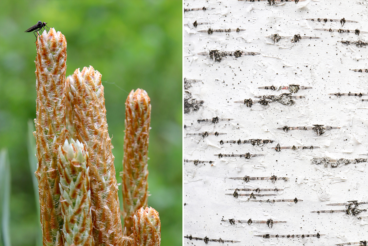Download Background "50 Floral Macro Background" / 50 Floral Macro Background - Background на тему графика floral macro background,floral macro texture,floral macro surface,floral macro pattern,floral background,floral texture,floral surface,dew,drops,drop,green,leaf,summer,background,beautiful,fl