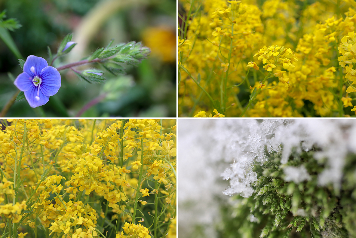 Download Background "50 Floral Macro Background" / 50 Floral Macro Background - Background на тему графика floral macro background,floral macro texture,floral macro surface,floral macro pattern,floral background,floral texture,floral surface,dew,drops,drop,green,leaf,summer,background,beautiful,fl