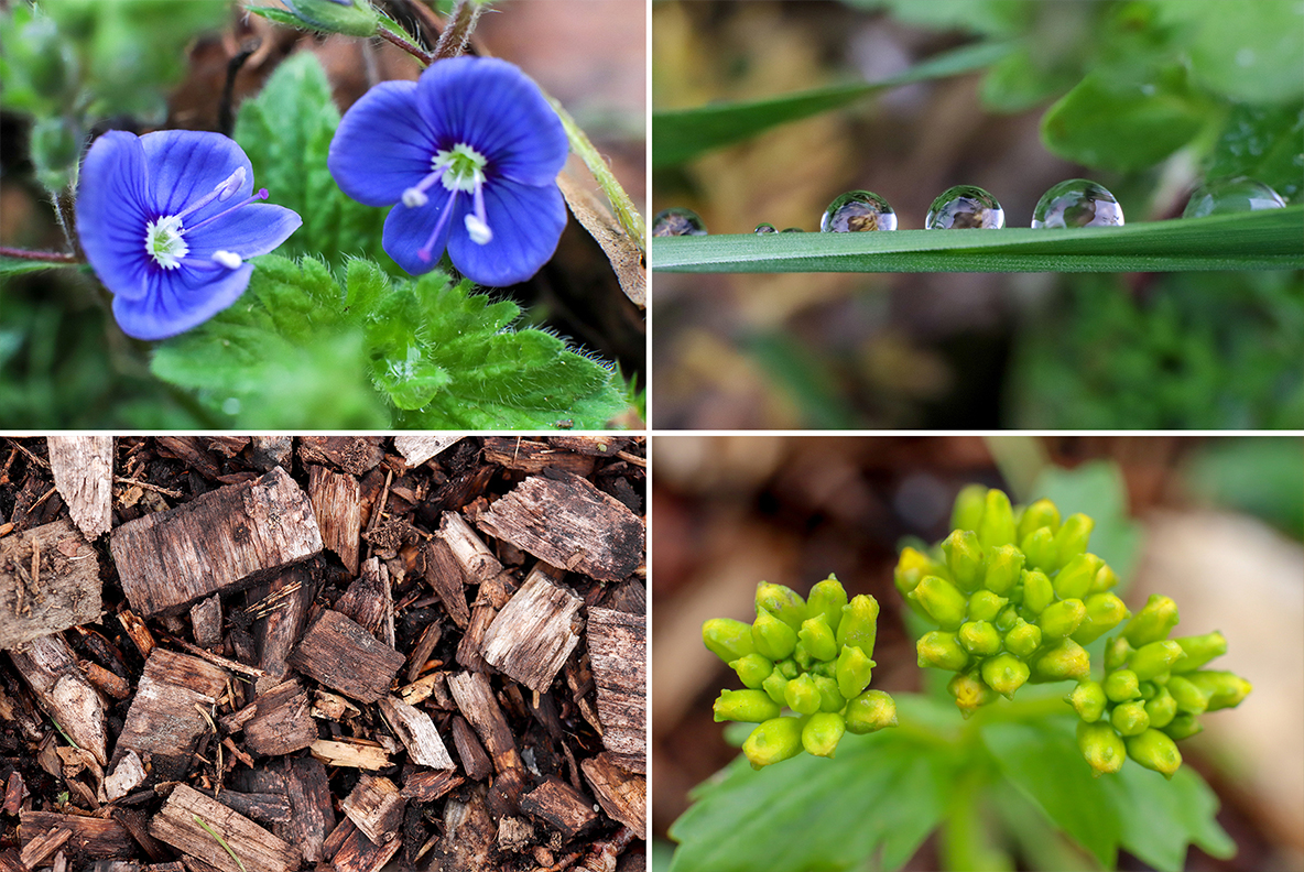 Download Background "50 Floral Macro Background" / 50 Floral Macro Background - Background на тему графика floral macro background,floral macro texture,floral macro surface,floral macro pattern,floral background,floral texture,floral surface,dew,drops,drop,green,leaf,summer,background,beautiful,fl