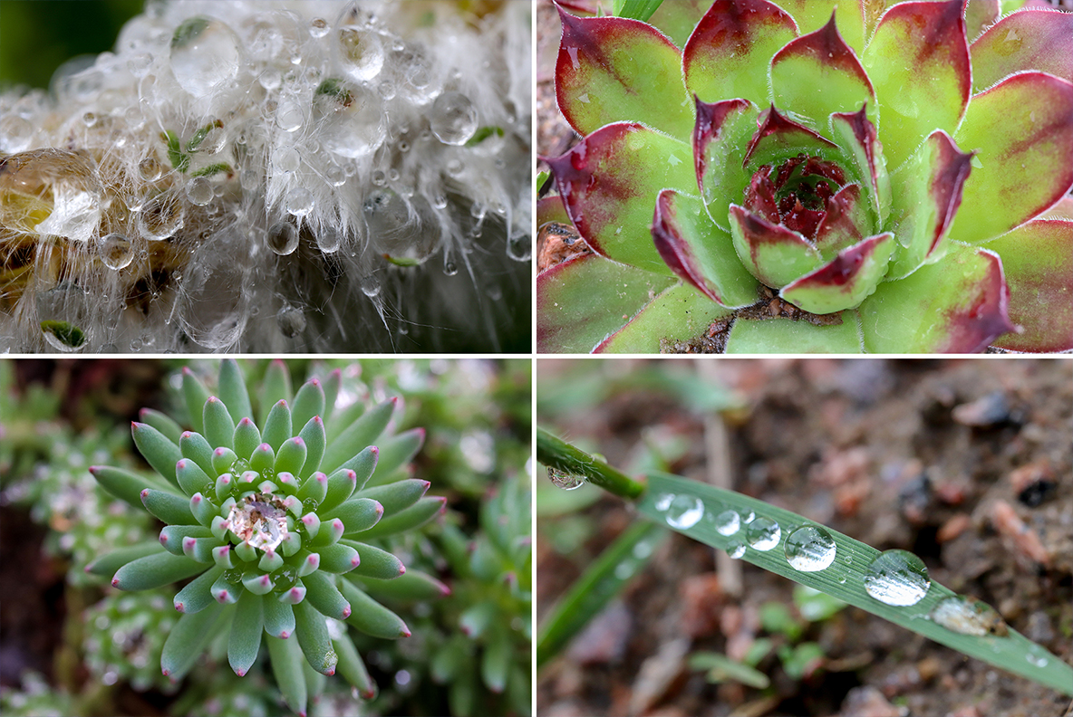 Download Background "50 Floral Macro Background" / 50 Floral Macro Background - Background на тему графика floral macro background,floral macro texture,floral macro surface,floral macro pattern,floral background,floral texture,floral surface,dew,drops,drop,green,leaf,summer,background,beautiful,fl