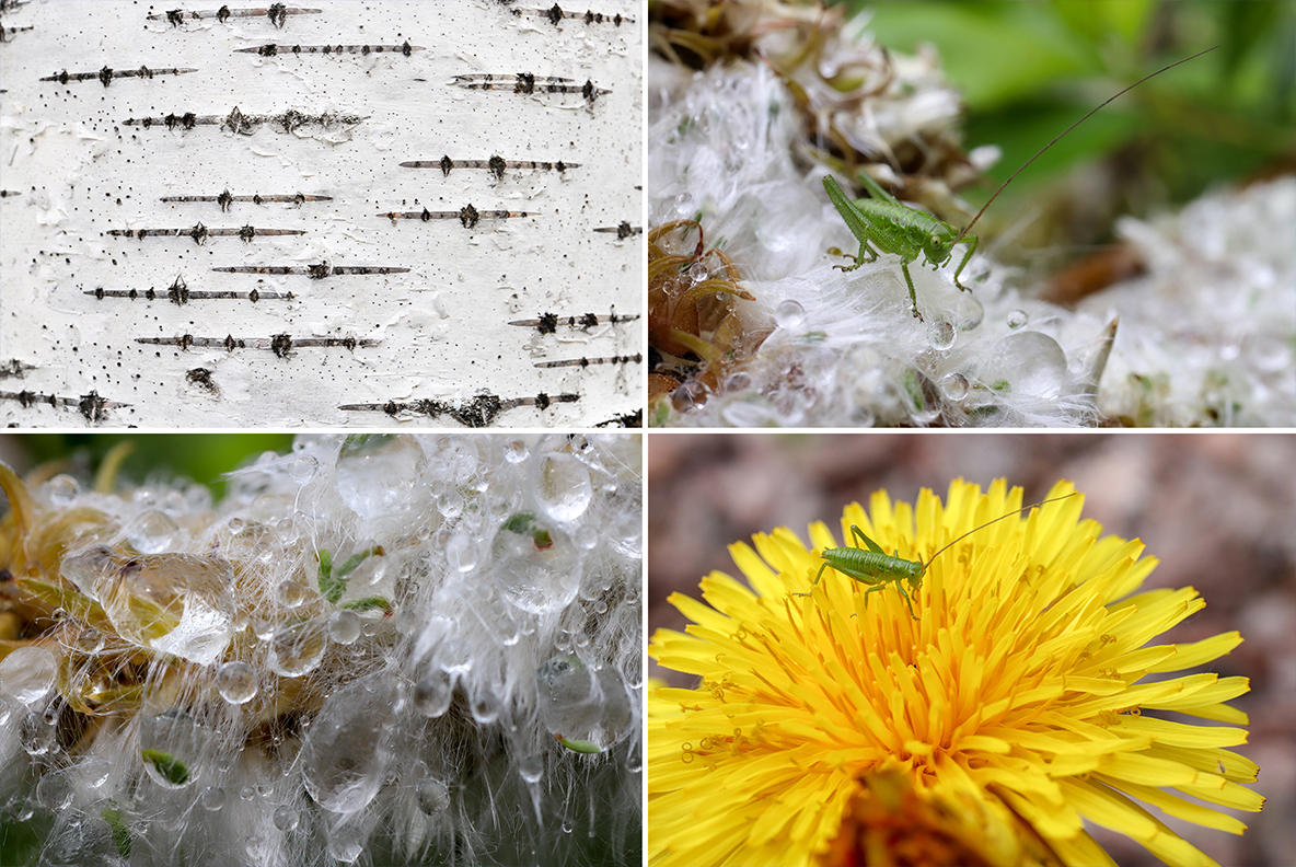Download Background "50 Floral Macro Background" / 50 Floral Macro Background - Background на тему графика floral macro background,floral macro texture,floral macro surface,floral macro pattern,floral background,floral texture,floral surface,dew,drops,drop,green,leaf,summer,background,beautiful,fl