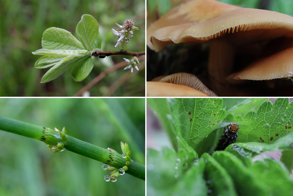 Download Background "50 Floral Macro Background" / 50 Floral Macro Background - Background на тему графика floral macro background,floral macro texture,floral macro surface,floral macro pattern,floral background,floral texture,floral surface,dew,drops,drop,green,leaf,summer,background,beautiful,fl