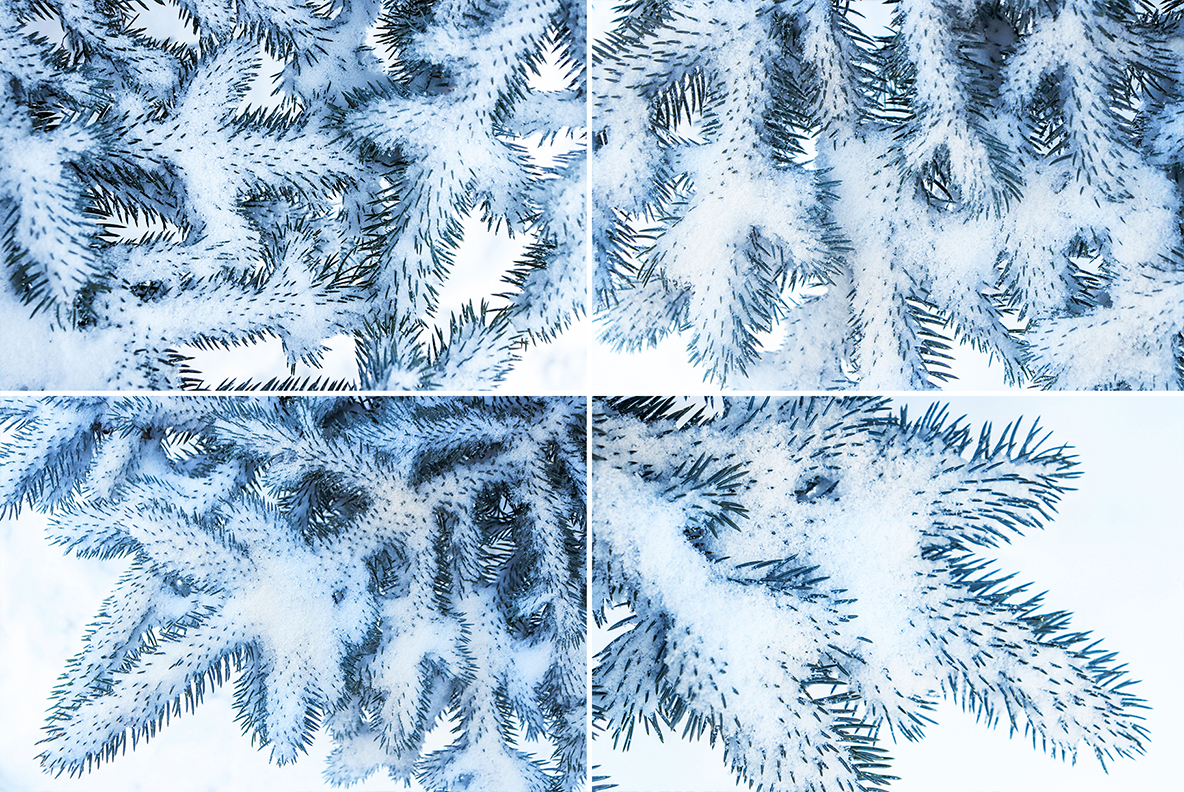 Download Background "13 Blue Christmas Tree Textures Background" / 13 Blue Christmas Tree Textures Background - Background на тему графика blue tree texture,blue tree backgrounds,blue tree pattern,blue tree surface,christmas,park,macro,tree,natural,forest,fir,nature,background,brunch,wood,beauty,evergreen,green,year,white