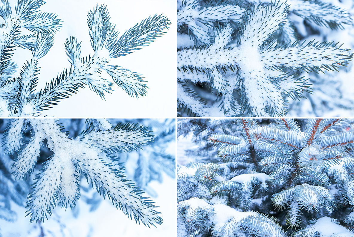 Download Background "13 Blue Christmas Tree Textures Background" / 13 Blue Christmas Tree Textures Background - Background на тему графика blue tree texture,blue tree backgrounds,blue tree pattern,blue tree surface,christmas,park,macro,tree,natural,forest,fir,nature,background,brunch,wood,beauty,evergreen,green,year,white