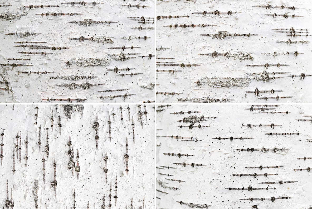 Download Background "12 Birch Bark Textures Background" / 12 Birch Bark Textures Background - Background на тему графика birch bark pattern,birch bark surface,birch pattern,birch surface,nature,birch,natural,organic,texture,tree,closeup,wooden,material,surface,background,lines,line,white,macro,beresta