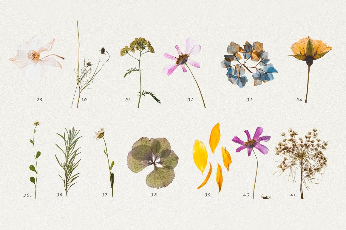 Download Мокап для продукта "Pressed Dry Flowers & Herbs Vol.1 product mockup" / Pressed Dry Flowers & Herbs Vol.1 product mockup - Мокап для продукта на тему графика fliwers,botanic,nature,png,plants,pattern,floreal,composition,background,dried,pressed,herbal,sketchbook,dry,decorative,social,media,instagram,canva