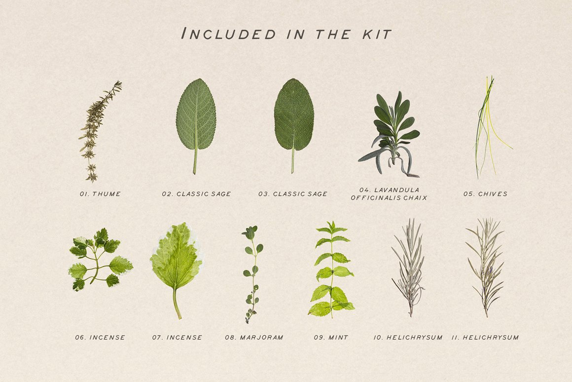 Download Мокап для продукта "Pressed Dry Herbs Vol.3 product mockup" / Pressed Dry Herbs Vol.3 product mockup - Мокап для продукта на тему графика png,erbs,elements,botanic,green,aromatic,natural,pattern,background,herbs,eco,scene-creators,scene,plants,social,bodycare,ornamental