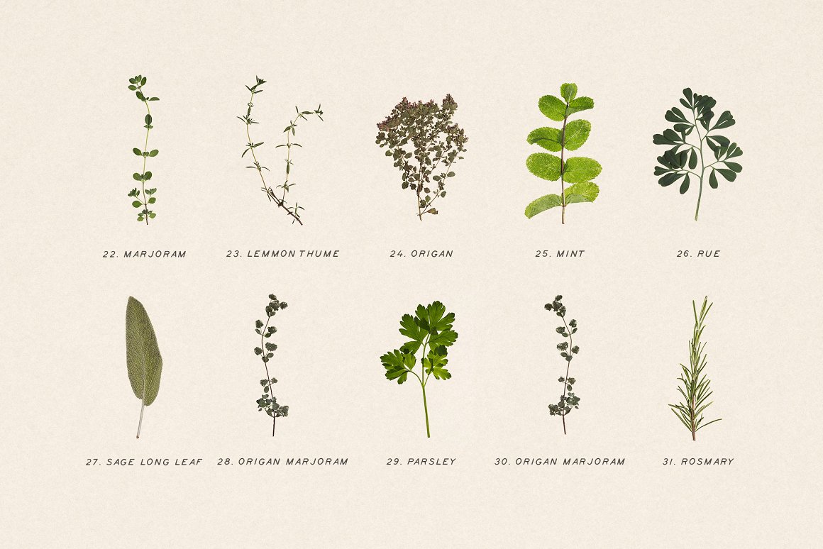 Download Мокап для продукта "Pressed Dry Herbs Vol.3 product mockup" / Pressed Dry Herbs Vol.3 product mockup - Мокап для продукта на тему графика png,erbs,elements,botanic,green,aromatic,natural,pattern,background,herbs,eco,scene-creators,scene,plants,social,bodycare,ornamental