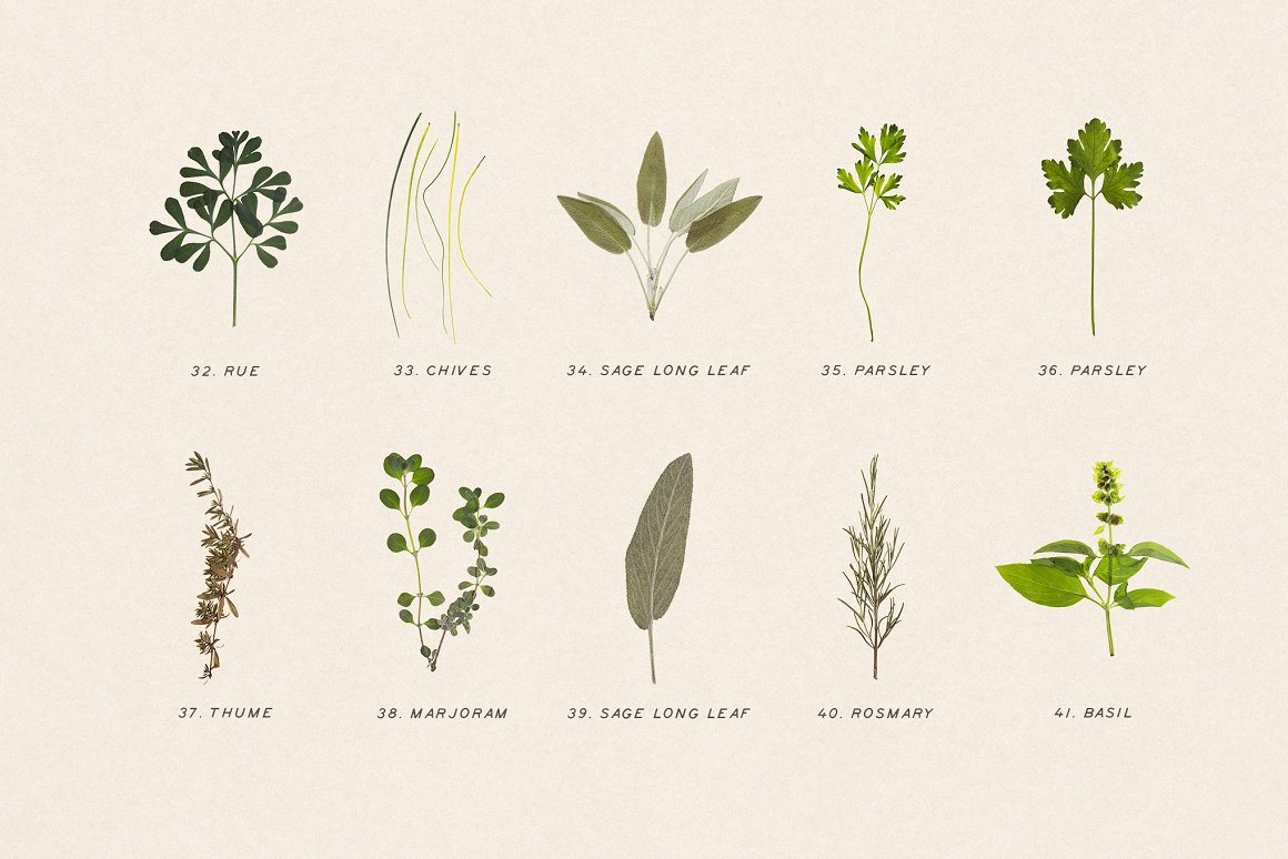 Download Мокап для продукта "Pressed Dry Herbs Vol.3 product mockup" / Pressed Dry Herbs Vol.3 product mockup - Мокап для продукта на тему графика png,erbs,elements,botanic,green,aromatic,natural,pattern,background,herbs,eco,scene-creators,scene,plants,social,bodycare,ornamental