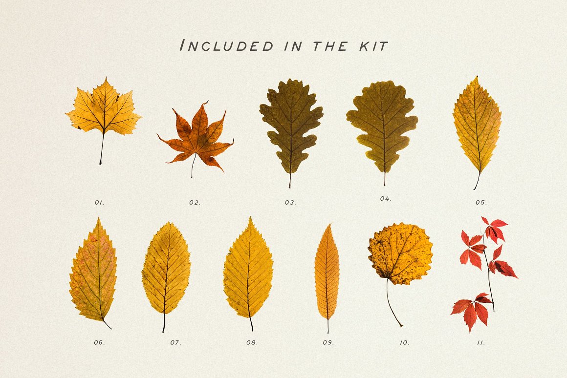 Download Мокап для продукта "Pressed Autumn Leaves Vol.4 product mockup" / Pressed Autumn Leaves Vol.4 product mockup - Мокап для продукта на тему графика autumn,botany,ornamental,decoupage,craft,patter,bundle,natural,dry,leaves,leaf,plants,mockup