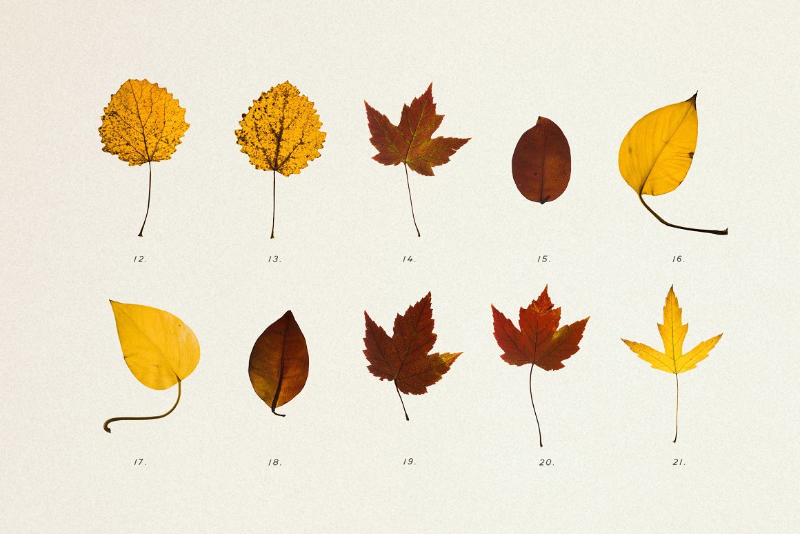 Download Мокап для продукта "Pressed Autumn Leaves Vol.4 product mockup" / Pressed Autumn Leaves Vol.4 product mockup - Мокап для продукта на тему графика autumn,botany,ornamental,decoupage,craft,patter,bundle,natural,dry,leaves,leaf,plants,mockup