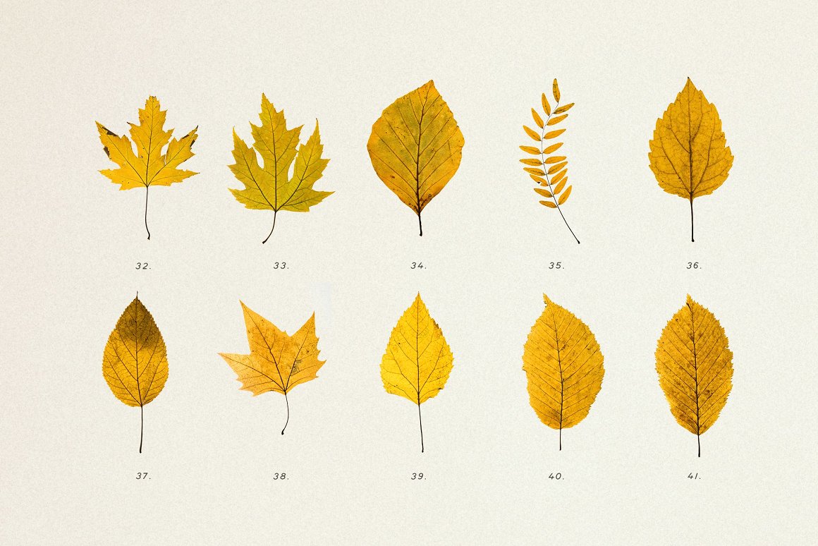 Download Мокап для продукта "Pressed Autumn Leaves Vol.4 product mockup" / Pressed Autumn Leaves Vol.4 product mockup - Мокап для продукта на тему графика autumn,botany,ornamental,decoupage,craft,patter,bundle,natural,dry,leaves,leaf,plants,mockup