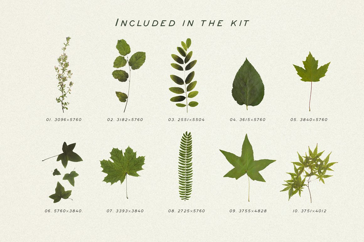 Download Мокап для продукта "Pressed Green Leaves VOL.5 product mockup" / Pressed Green Leaves VOL.5 product mockup - Мокап для продукта на тему графика leaves,eco,natural,botany,green,pattern,dried,herbs,spices,bodycare,ornamental,stock,plants,decoupage