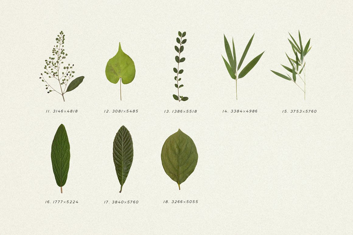 Download Мокап для продукта "Pressed Green Leaves VOL.5 product mockup" / Pressed Green Leaves VOL.5 product mockup - Мокап для продукта на тему графика leaves,eco,natural,botany,green,pattern,dried,herbs,spices,bodycare,ornamental,stock,plants,decoupage