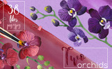 Two Orchids PNG Aquarelle Set Illustration Template Small Screenshot Two Orchids PNG Aquarelle Set Illustration