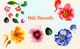 Primrose Or Primula Flowers - PNG Watercolor Illustration Template Small Screenshot Primrose Or Primula Flowers - PNG Watercolor Illustration