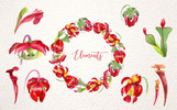 Cool Red Sarracenia PNG Watercolor Set Modèle Illustration Petite capture d'écran "Cool Red Sarracenia PNG Watercolor Set" illustration