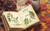 Leaves Of Acacia Watercolor Png Illustration Template Small Screenshot Leaves Of Acacia Watercolor Png Illustration