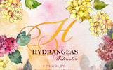 Hydrangeas Yellow-Pink Watercolor png Illustration Theme Small Screenshot Hydrangeas Yellow-Pink Watercolor png Illustration
