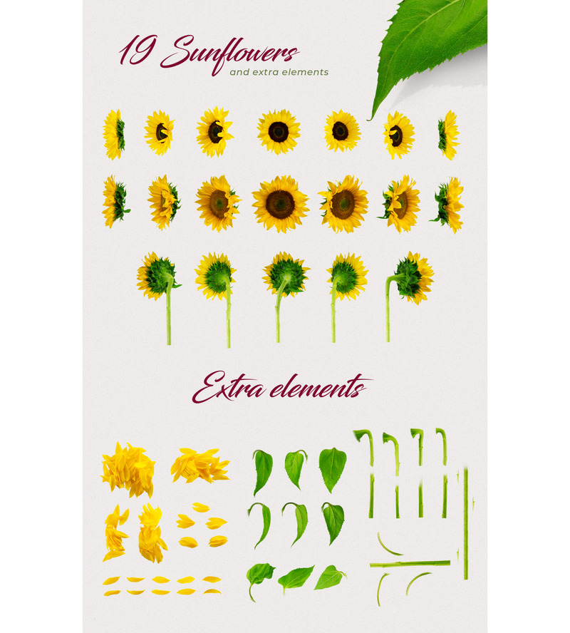 Makieta produktu Sunflowers Creator Pack - Obraz funkcji 1