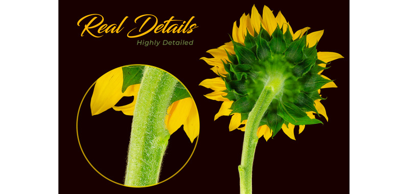 Makieta produktu Sunflowers Creator Pack - Obraz funkcji 7
