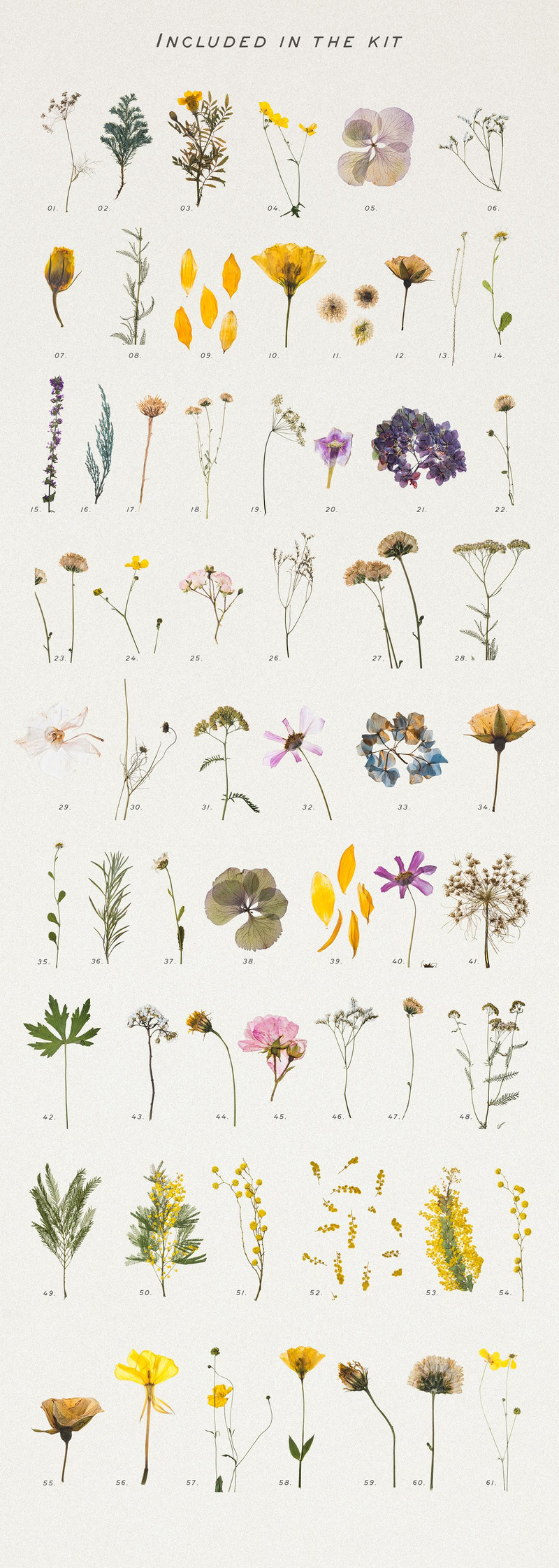 Pressed Dry Flowers & Herbs Vol.1 Product Mockup - Features Image 7