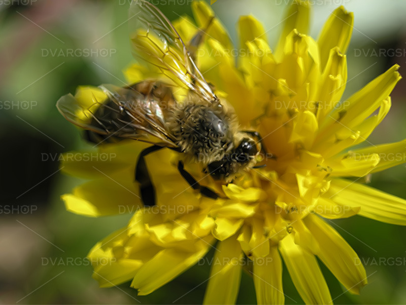Bi på blomman - vektorbild - Features Image 1