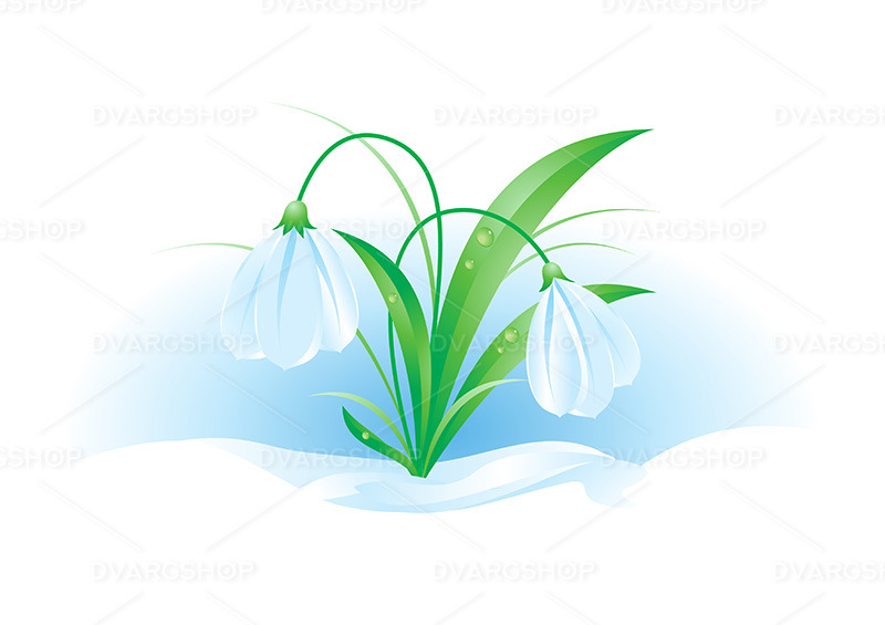 Snowdrops - Vector Image - Features Image 1