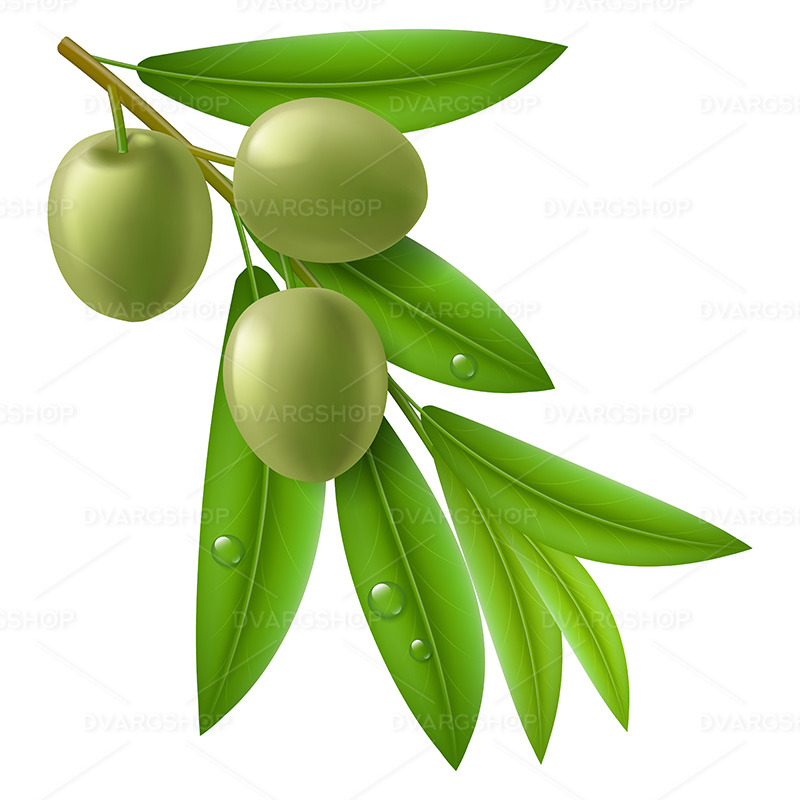 Tak van Olijfboom met Groene Olijven - Vectorbeeld - Features Image 1