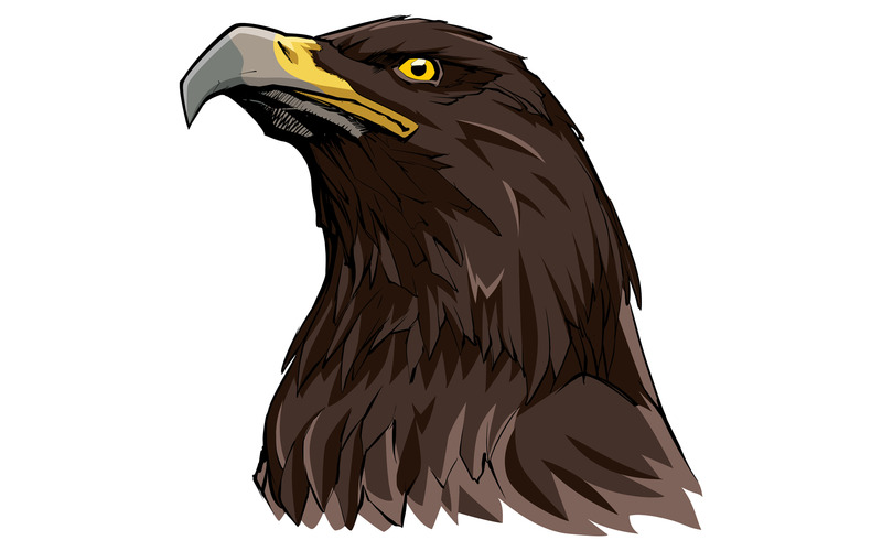 Golden Eagle on White - Illustration - Features Image 1