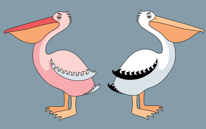 Pelicans - Illustration - Features Image 1