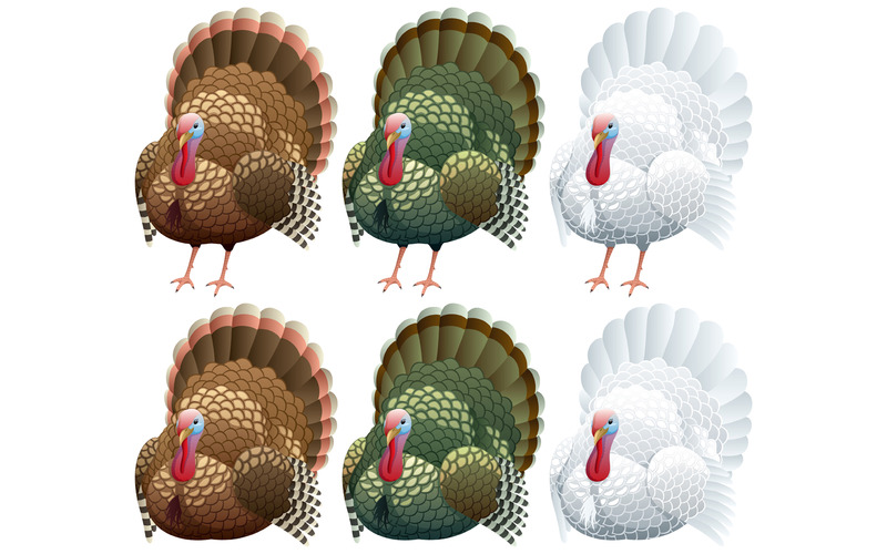 Turkey - Illustration - Features Image 1