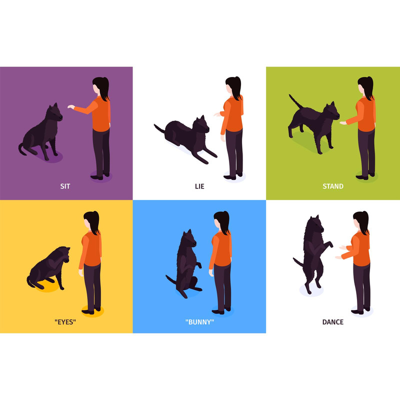 Akc Rally Obedience Beginner Novice Obedience Akc Beginner Novice