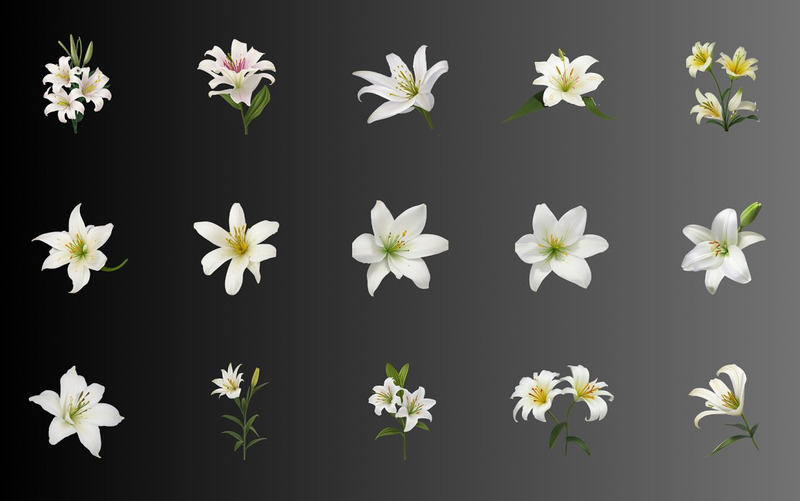 70 White Lily Flower PNG Clipart - Features Image 9