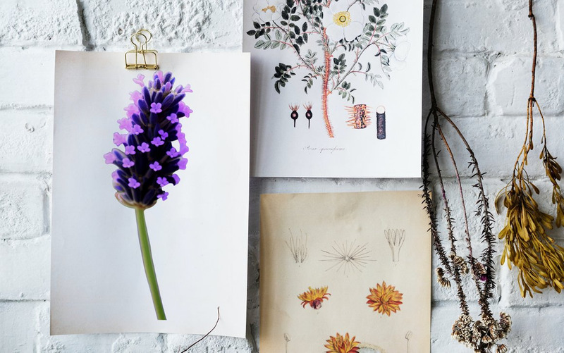 Watercolor Lavender Flower PNG Bundle - Features Image 6